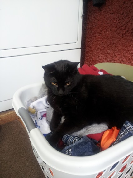 Princess helping me with laundry.