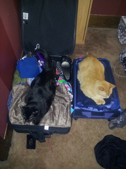 My cats, Tiger and Princess, helping me pack before I leave.