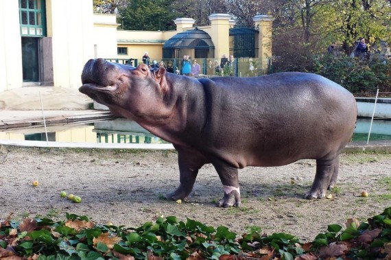Never though I would be this close to a hippo!